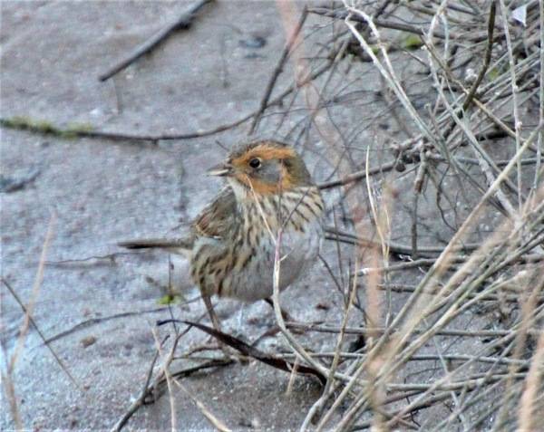bruant à queue aiguë, chingolo colifino, saltmarsh sparrow by Ashwin Srinivasan is licensed under CC BY 4.0; Willimington, NC